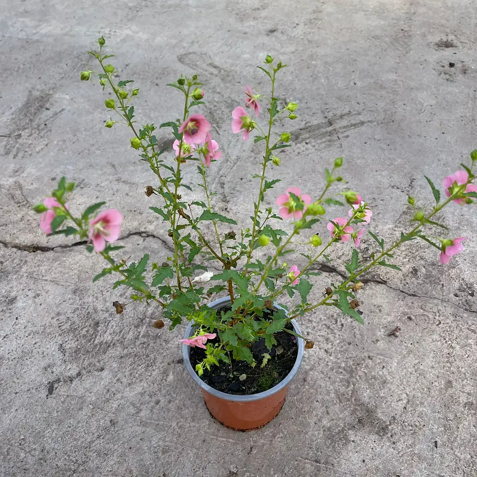 Malvita Rosada 2