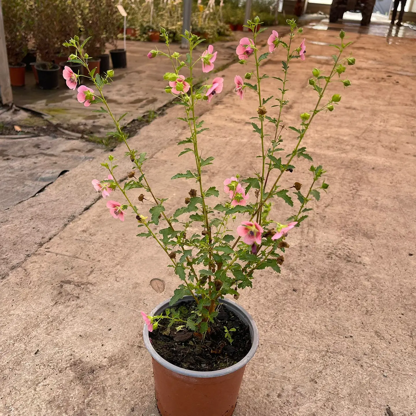 Malvita Rosada 3