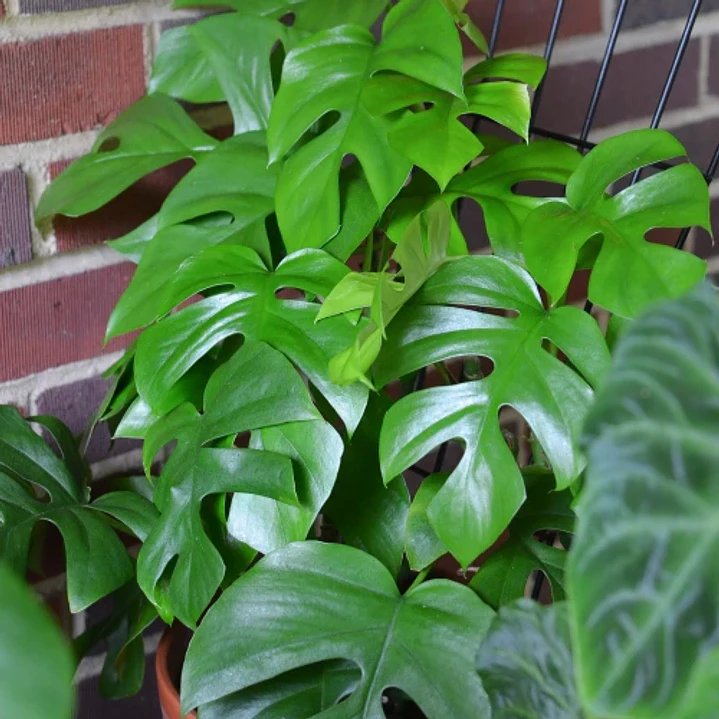 Philodendron raphidophora 1