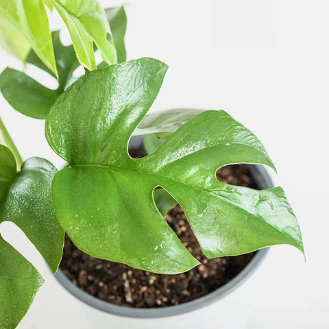 Philodendron raphidophora