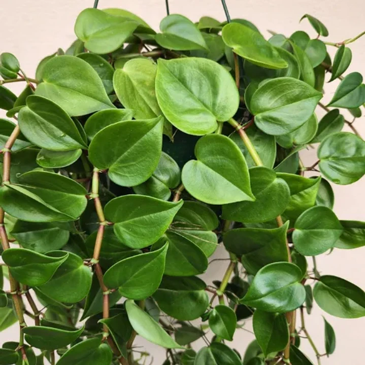 Peperomia Scandens 1