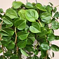 Peperomia Scandens - Miniatura 1