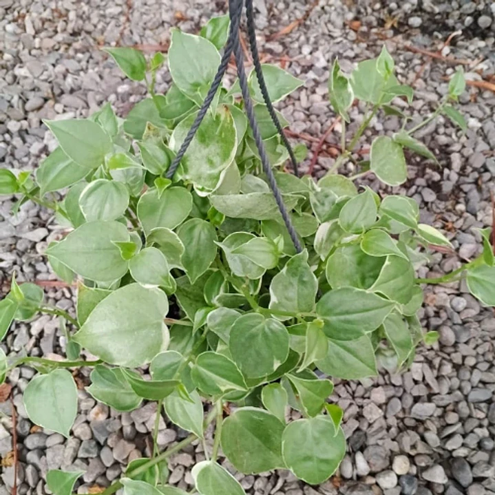 Peperomia Scandens 2