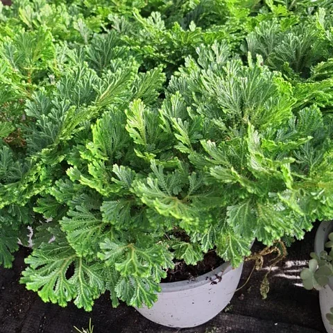 Selaginella
