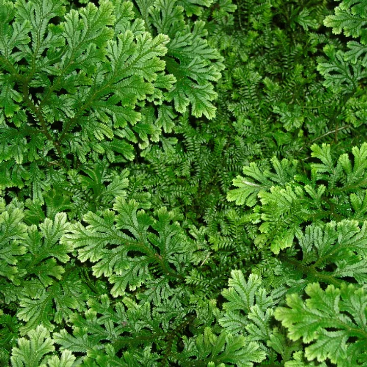 Selaginella 2