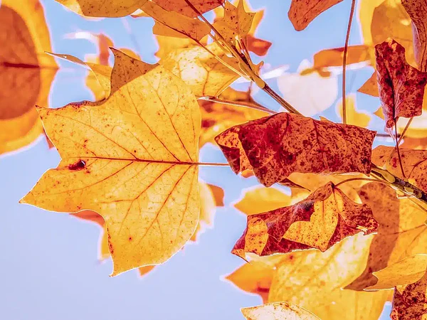 🌿 Otoño: el mejor momento para plantar y tener una linda primavera