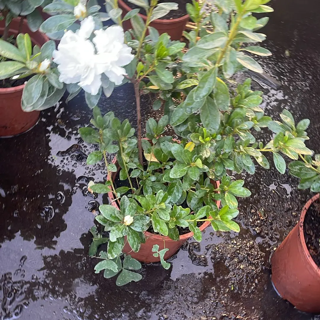 Azalea 6