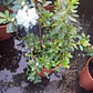Azalea - Miniatura 6