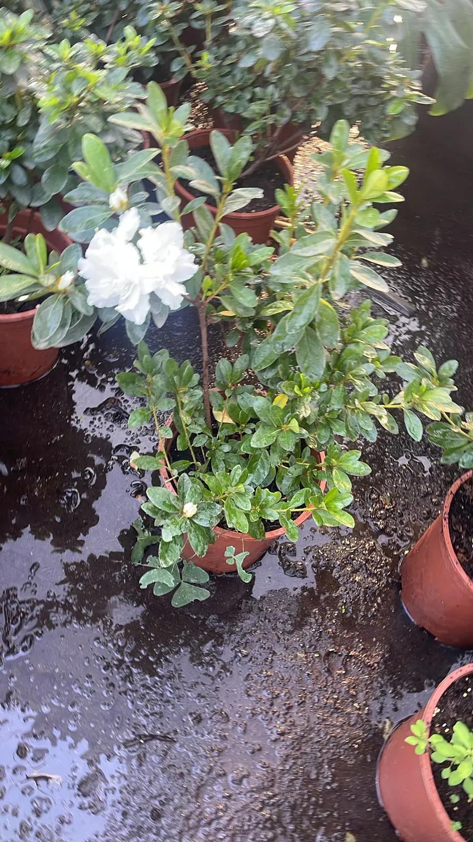 Azalea 6