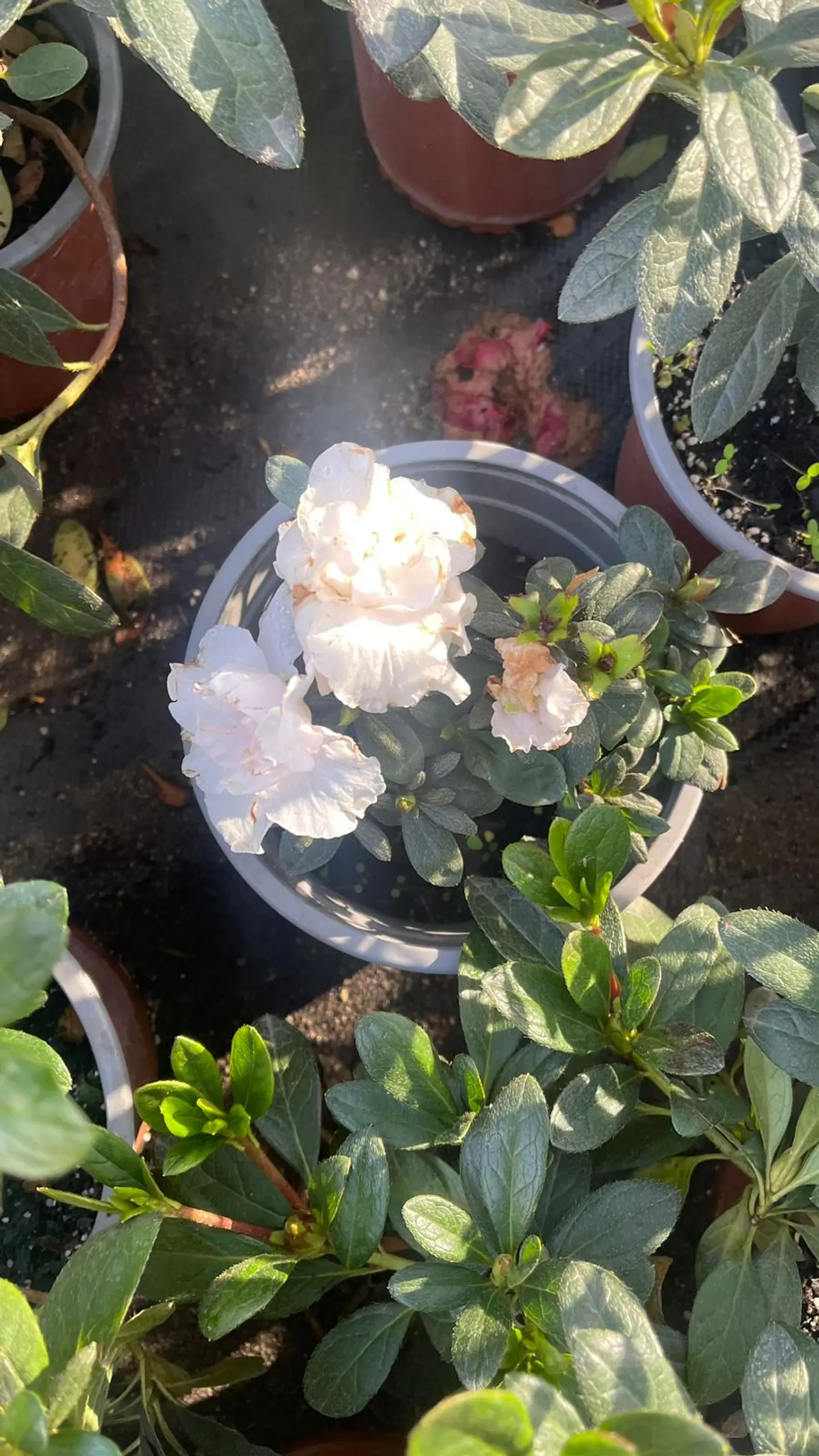 Azalea 7