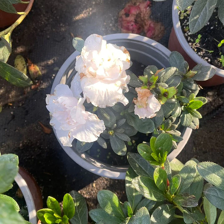 Azalea 7