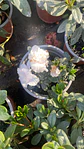 Azalea - Miniatura 7