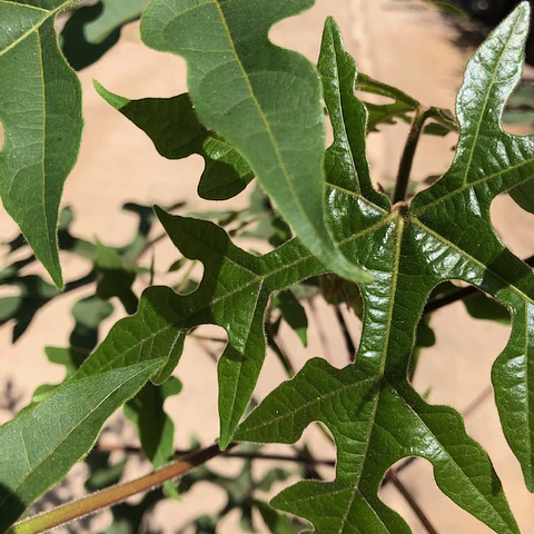 Sterculia