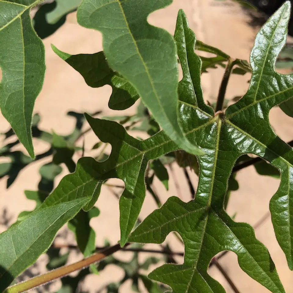 Sterculia 1