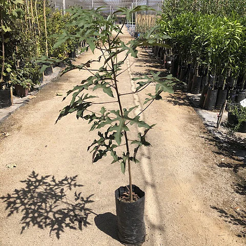 Sterculia