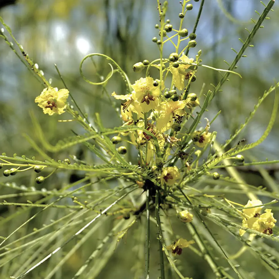 Parkinsonia 1