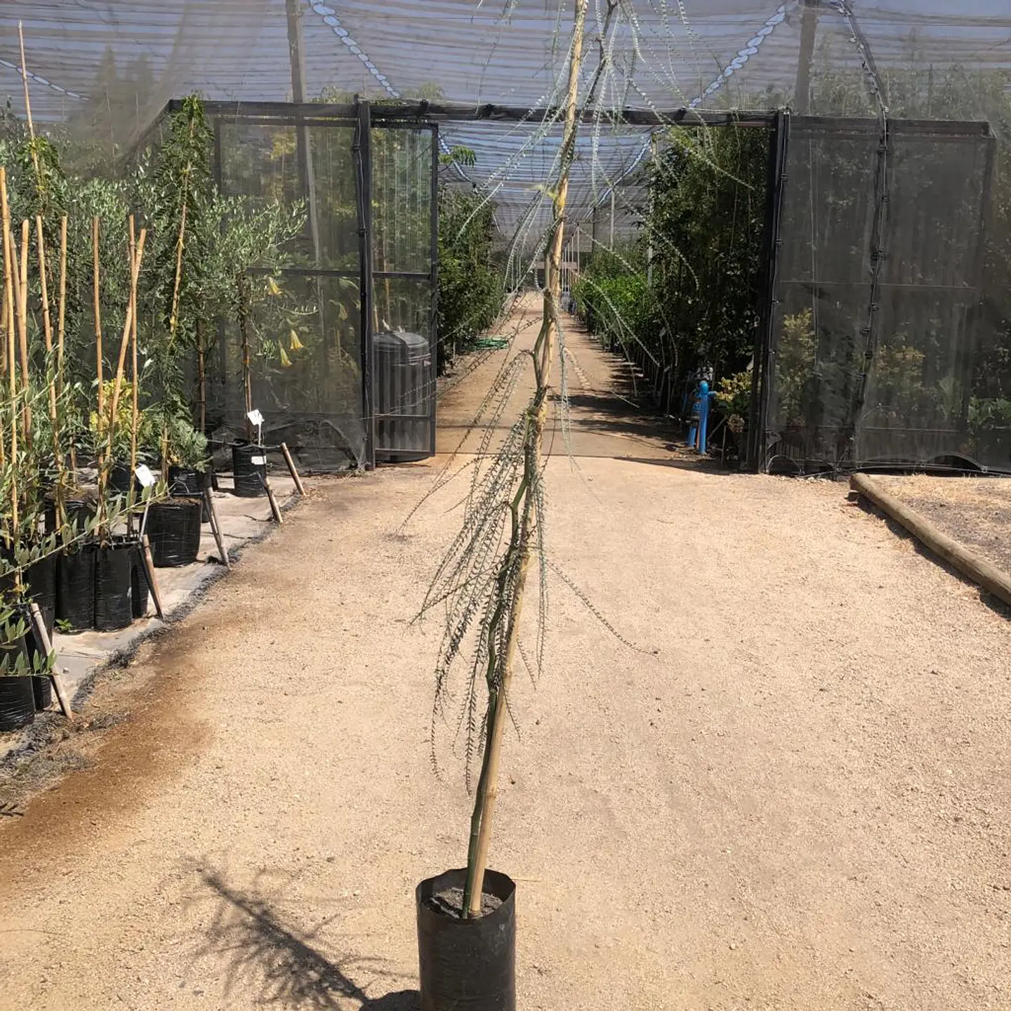 Parkinsonia 2