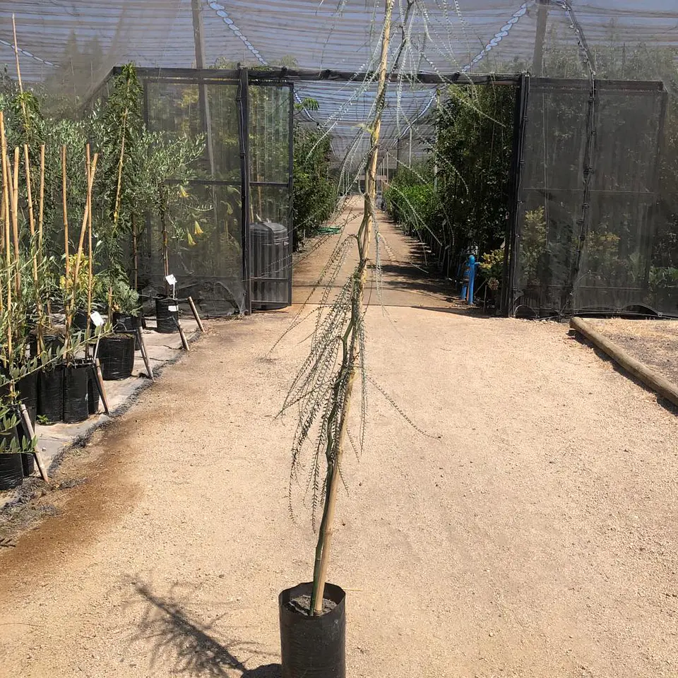 Parkinsonia 2