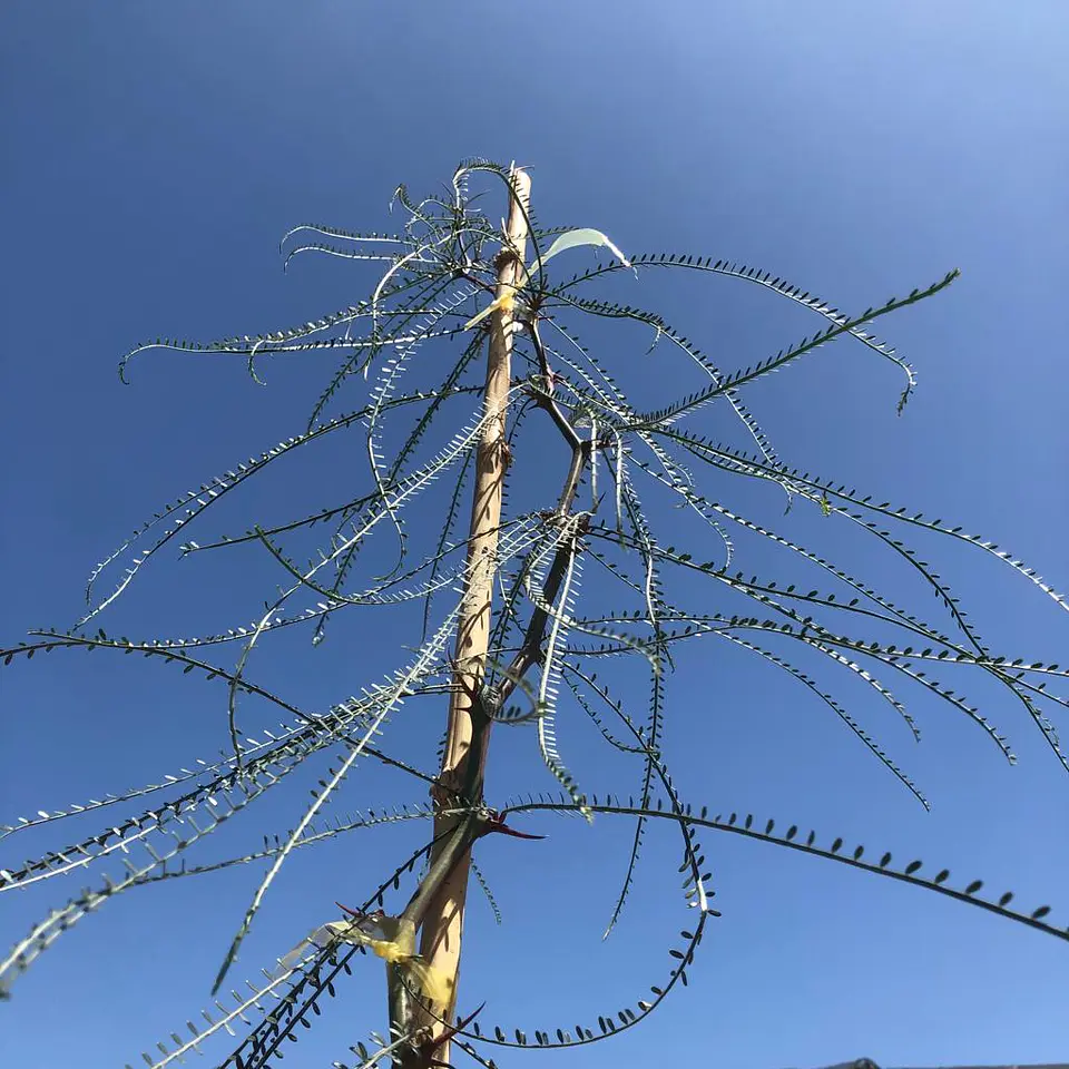 Parkinsonia 3