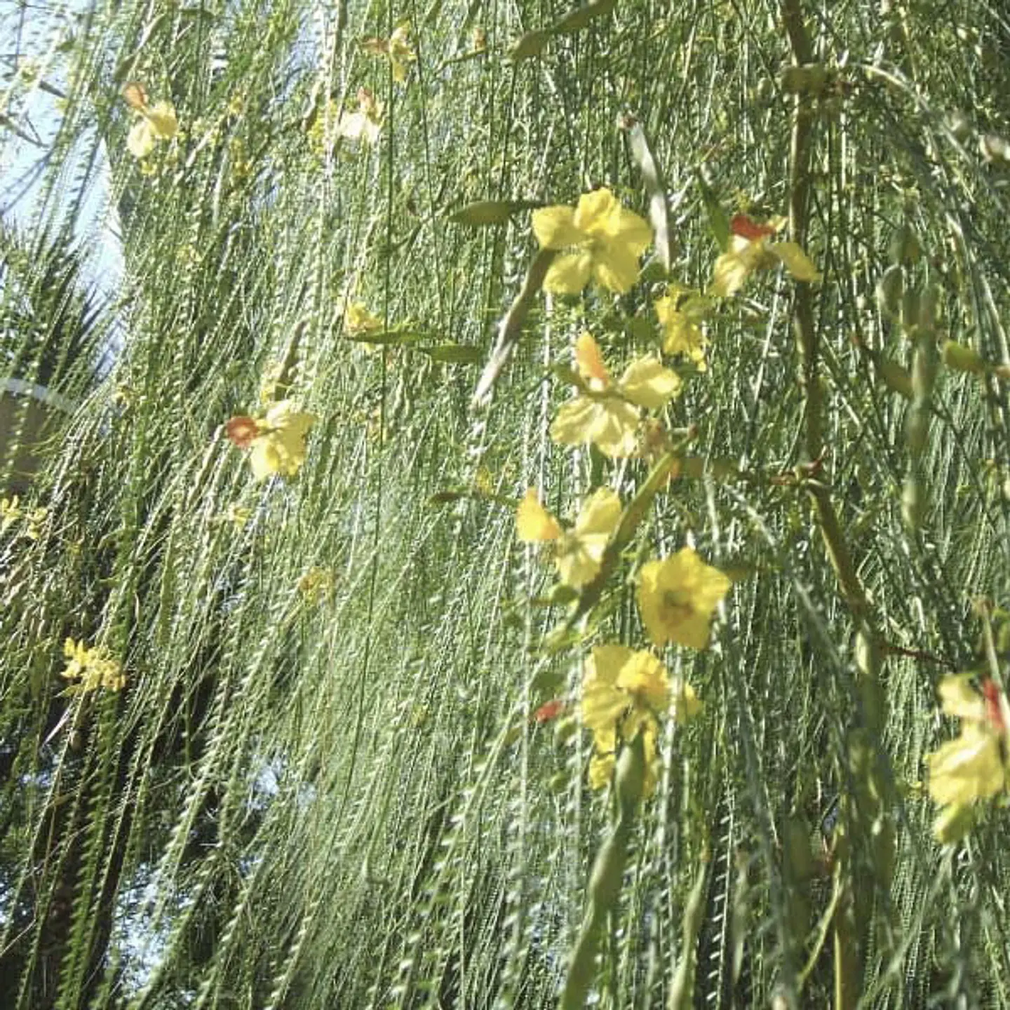 Parkinsonia 4