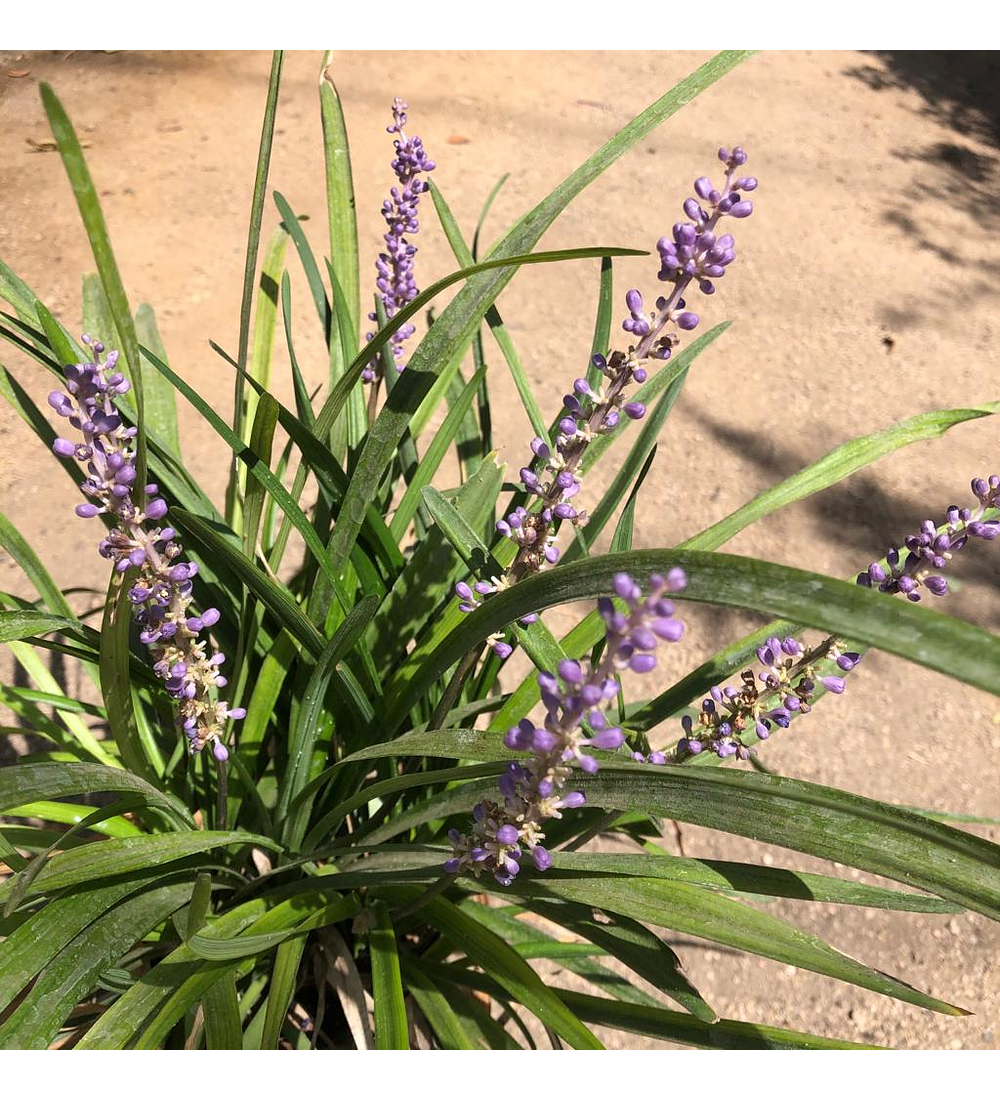 Liriope