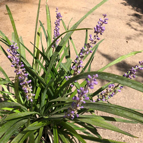 Liriope