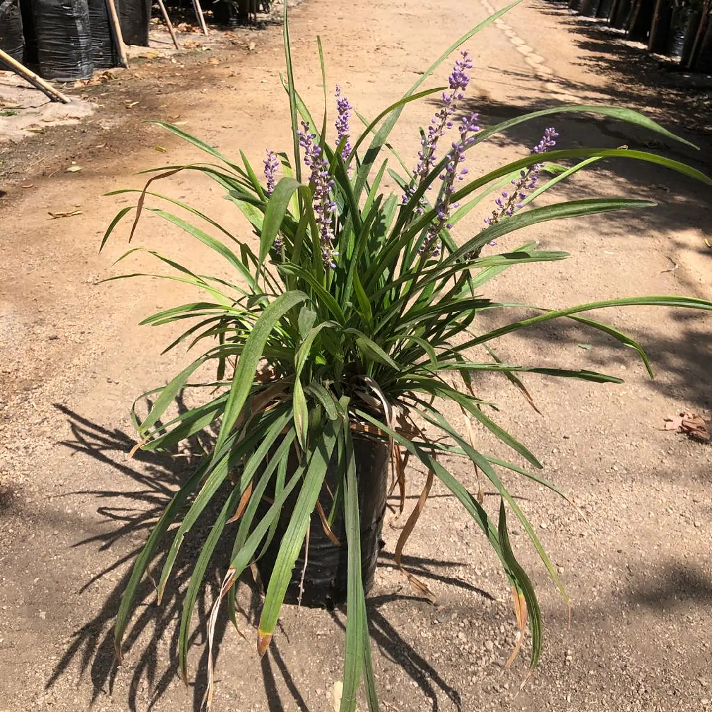 Liriope 2