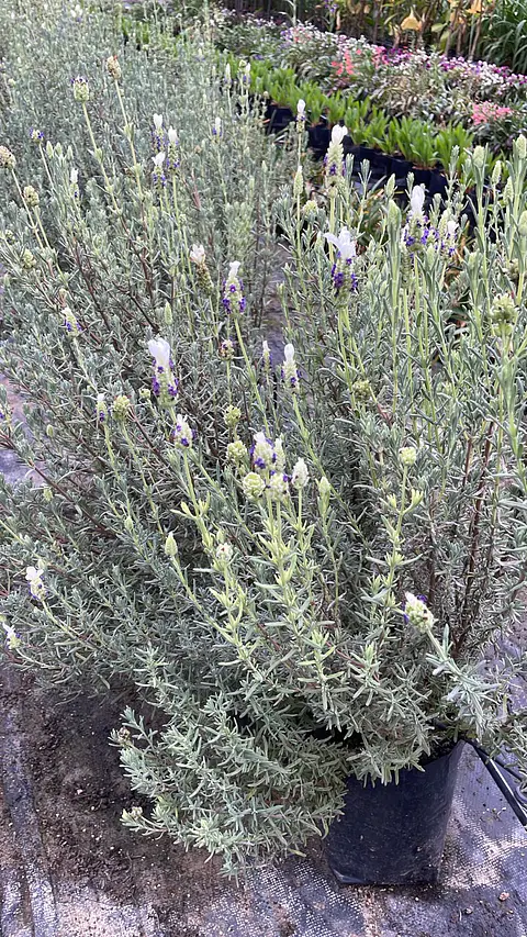Lavanda Stoechas blanca punta morada