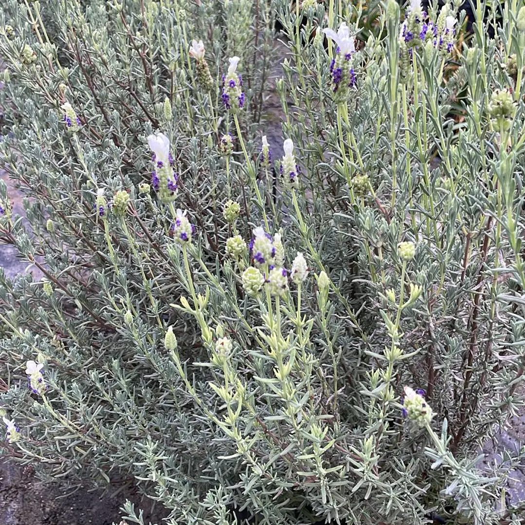 Lavanda Stoechas blanca punta morada 2