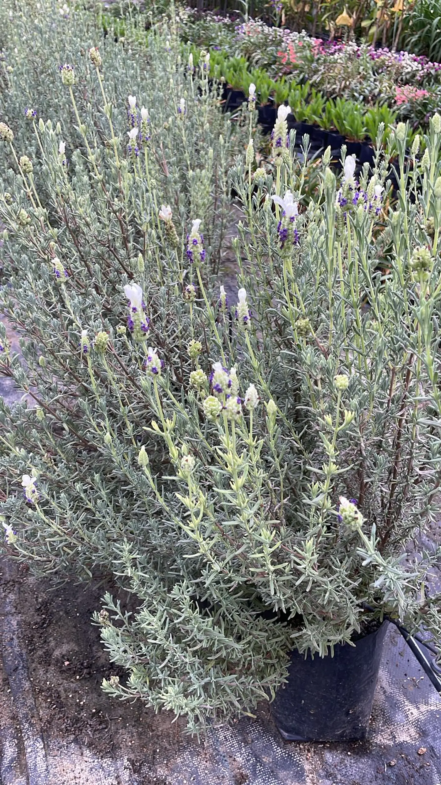Lavanda Stoechas blanca punta morada 2
