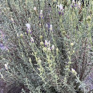 Lavanda Stoechas blanca punta morada