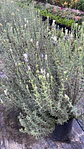 Lavanda Stoechas blanca punta morada - Miniatura 2