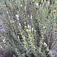 Lavanda Stoechas blanca punta morada - Miniatura 2