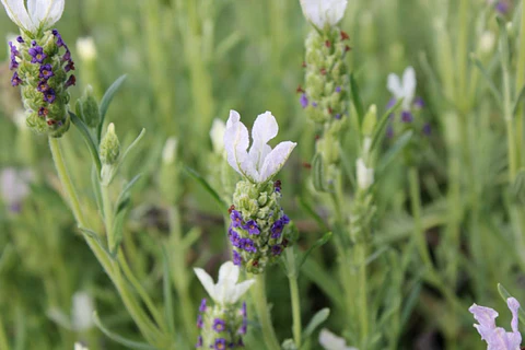 Lavanda Stoechas blanca punta morada