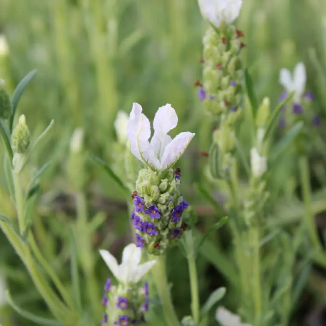Lavanda Stoechas blanca punta morada 1