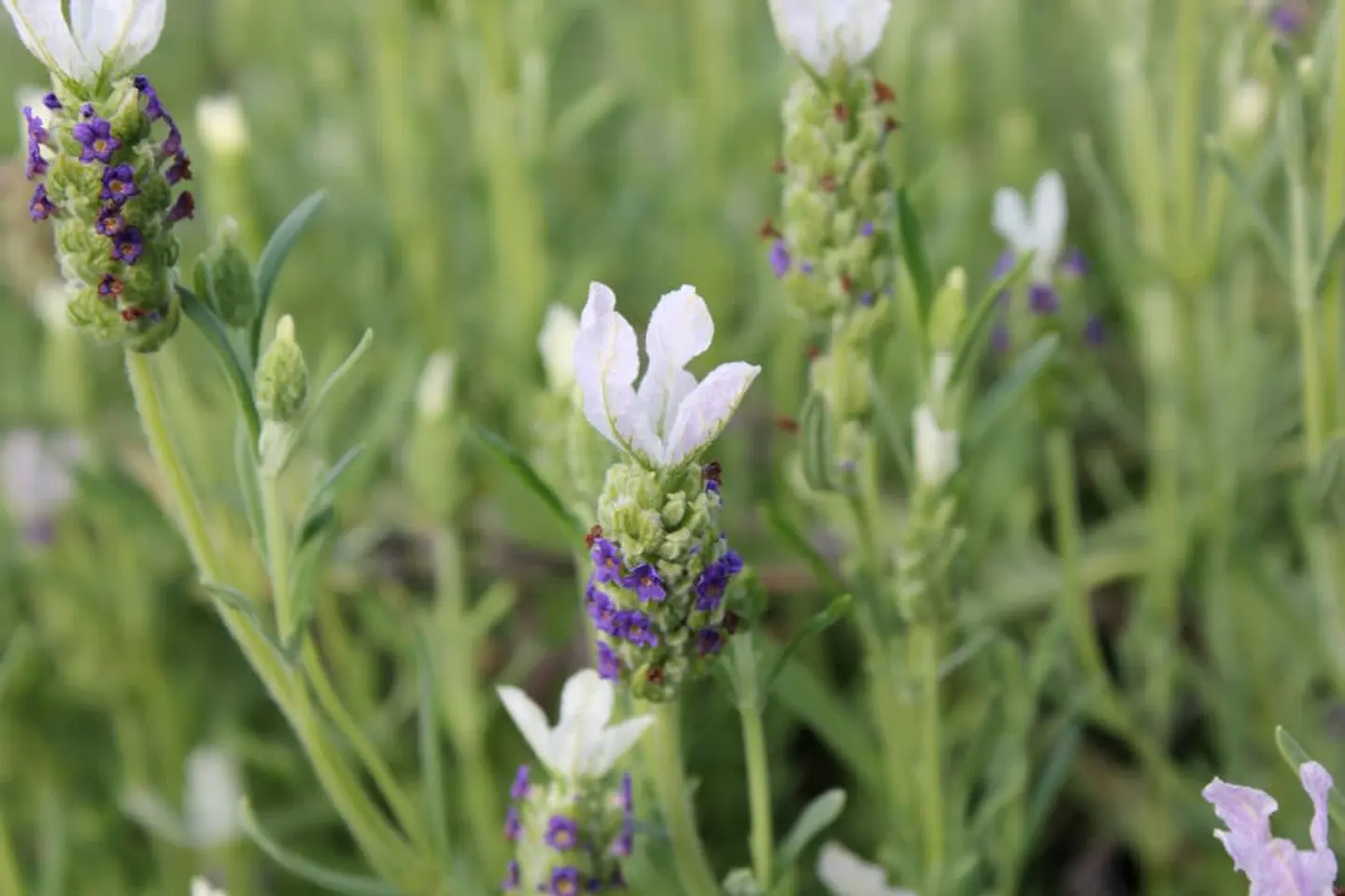 Lavanda Stoechas blanca punta morada 1