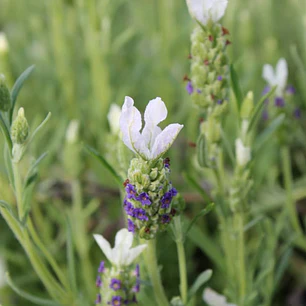 Lavanda Stoechas blanca punta morada