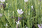 Lavanda Stoechas blanca punta morada - Miniatura 1