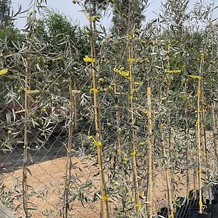 Olivo Hojiblanca (Olea europaea ‘Hojiblanca’)