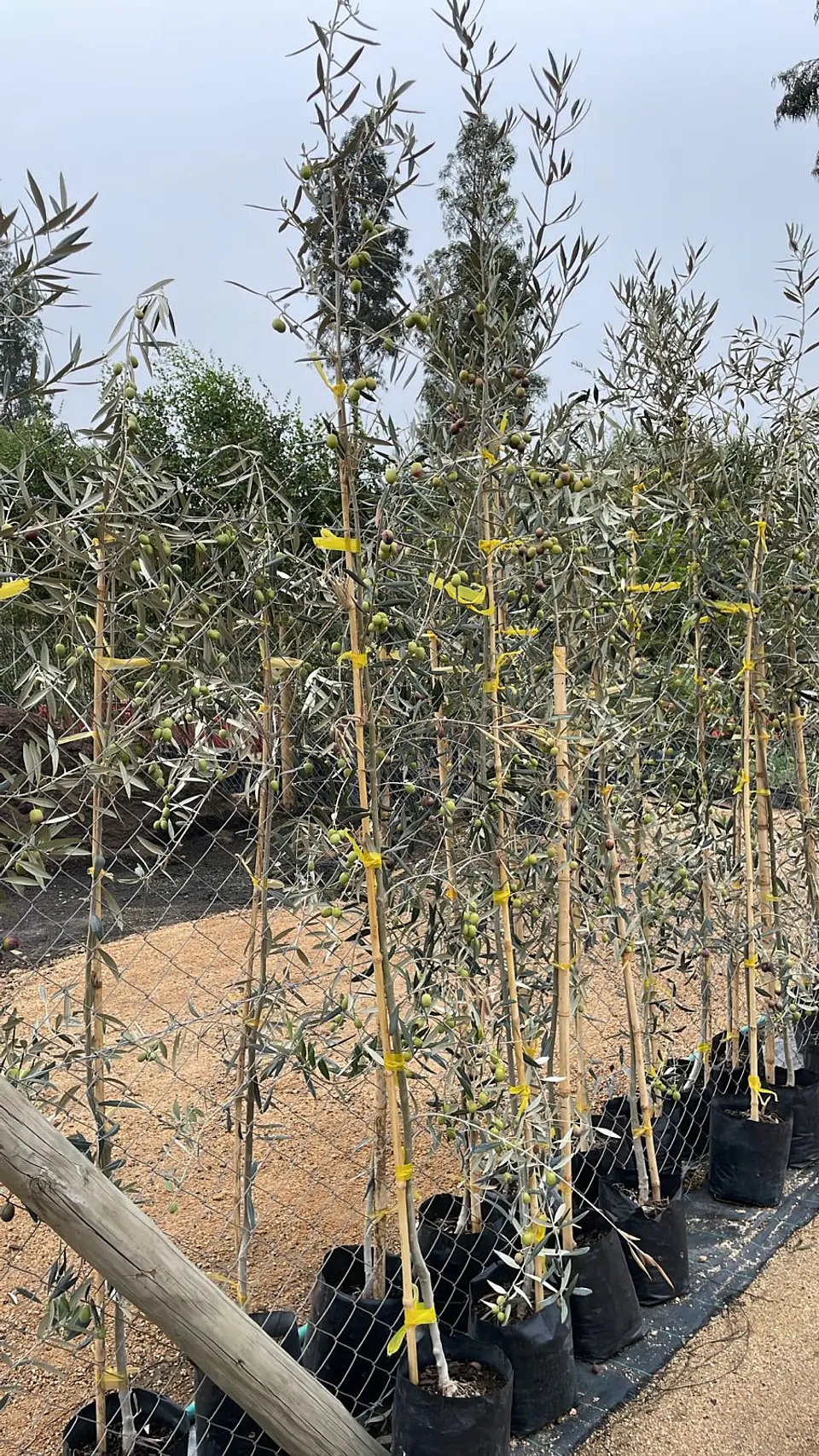 Olivo Hojiblanca (Olea europaea) 1