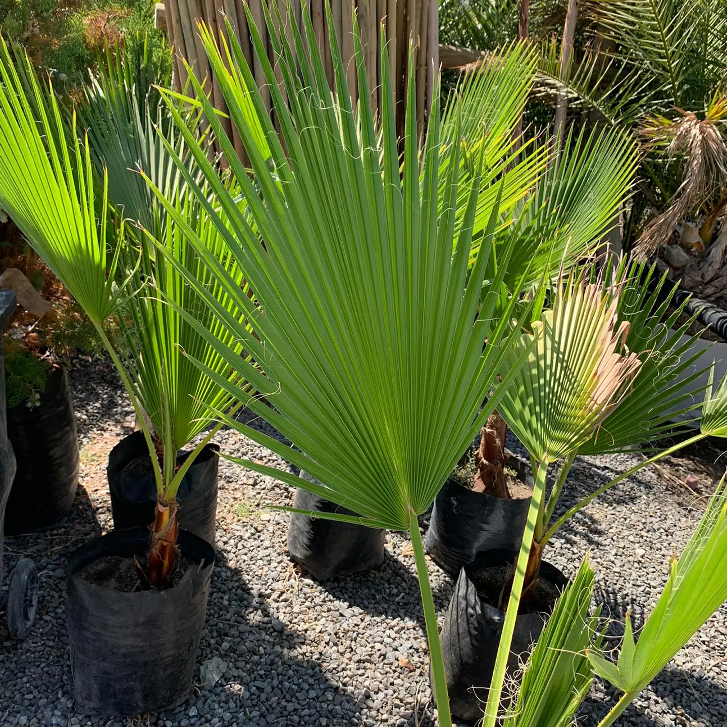 Palmera whashingtonia 2