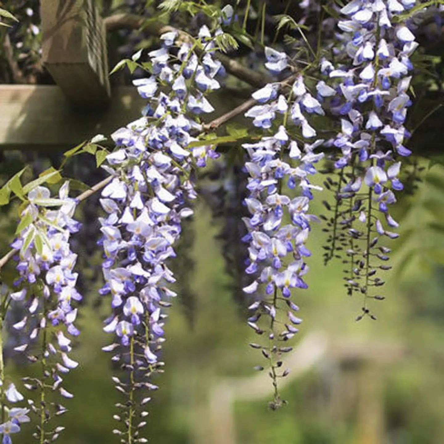 Flor de la pluma 1