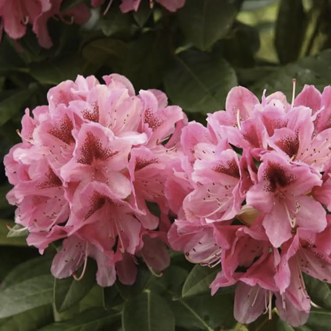 Rododendro 3