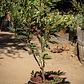 Rododendro - Miniatura 2
