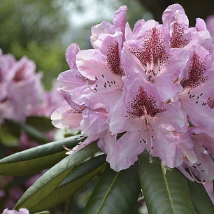 Rododendro