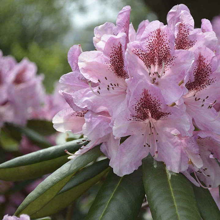 Rododendro 1