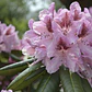 Rododendro - Miniatura 1