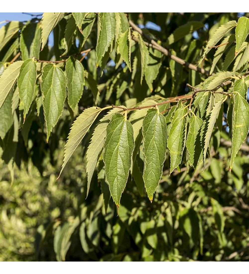 Celtis australis