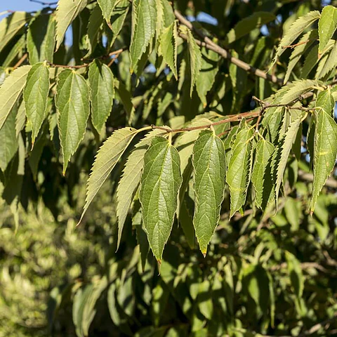 Celtis australis