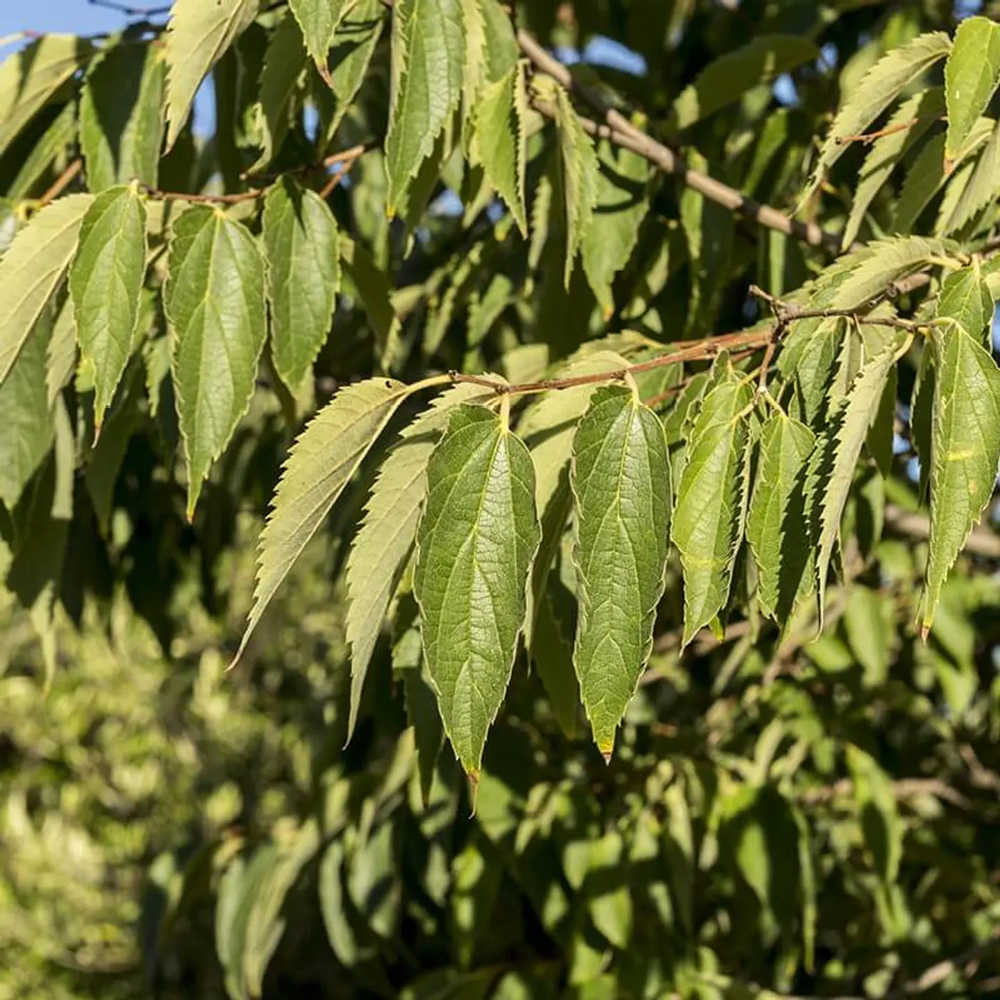 Celtis australis 1
